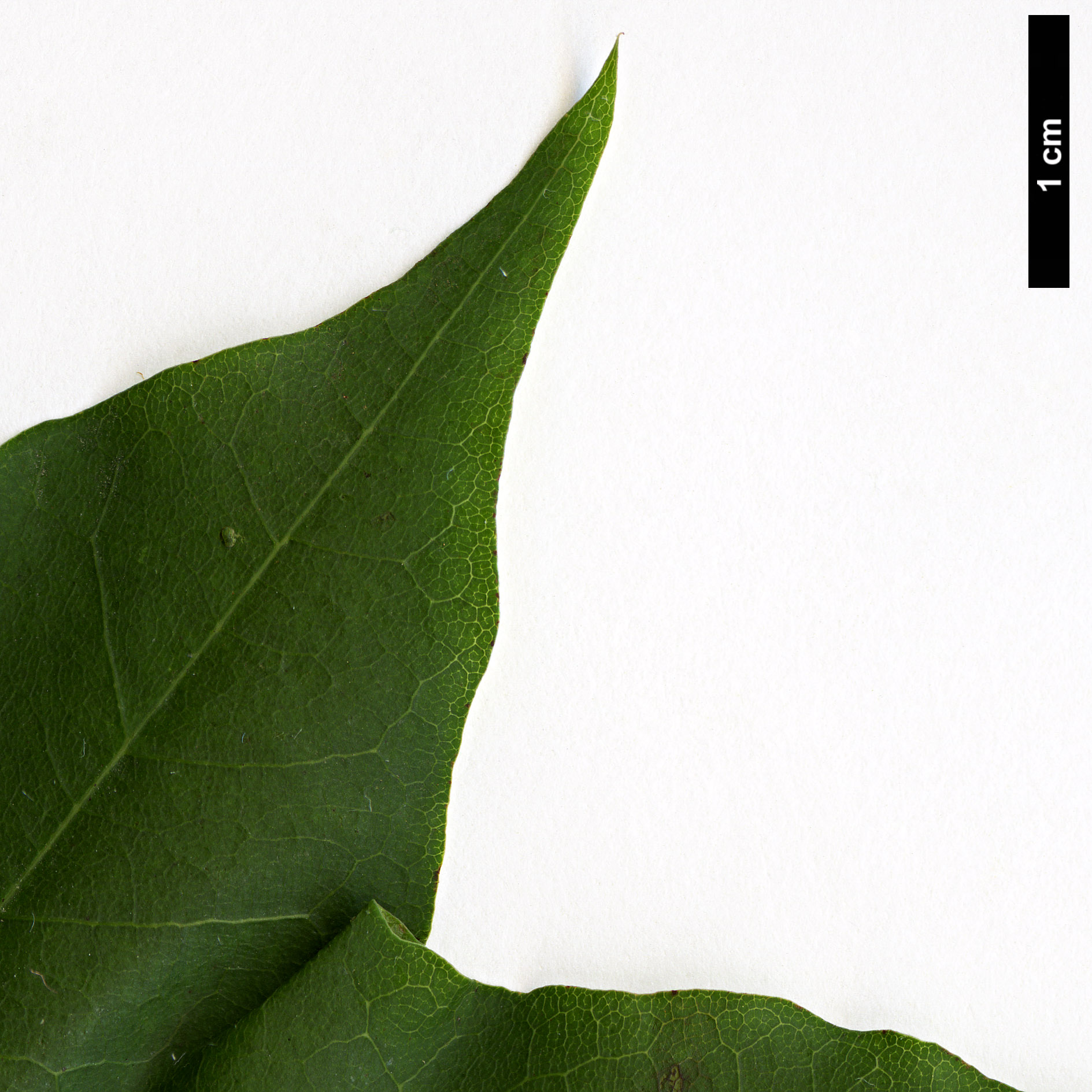 High resolution image: Family: Sapindaceae - Genus: Acer - Taxon: pictum - SpeciesSub: subsp. macropterum High resolution image: Family: Sapindaceae - Genus: Acer - Taxon: pictum - SpeciesSub: subsp. macropterum